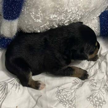 Mixed Breed Dogs Available for Adoption - Black Hawk | PetCurious