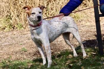 Australian Cattle Dog Blue Heeler Dogs Available for Adoption - Angel Ann  | PetCurious