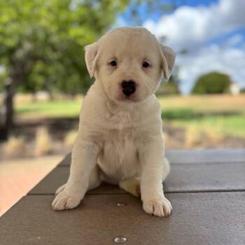 Cecilia -  Great Pyrenees and Australian Cattle Dog Blue Heeler Dog for Adoption in Pflugerville, Texas - Cecilia | PetCurious