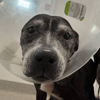 Rescue Mixed Breed Dogs for Adoption in Jupiter, Florida - Meka | PetCurious