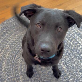 Black Labrador Retriever and Mixed Breed Dogs Available for Adoption - Champ | PetCurious