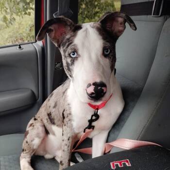 Poncho -  Pit Bull Terrier Dog for Adoption in Detroit, Michigan - Poncho | PetCurious
