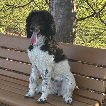 Poodle Dogs Available for Adoption in Atwater, California - Pardi | PetCurious