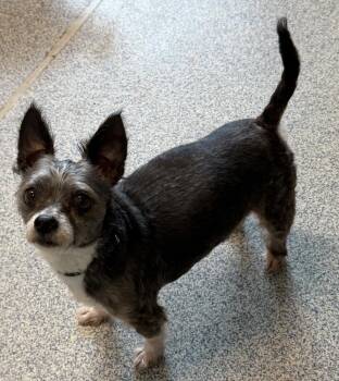 Eddie -  Chihuahua and Terrier Dog for Adoption in Bartlesville, Oklahoma - Eddie | PetCurious