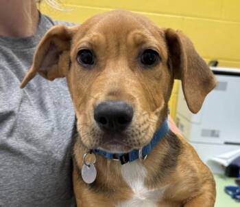 Labrador Retriever Dogs Available for Adoption in Golden, Colorado - Pops | PetCurious