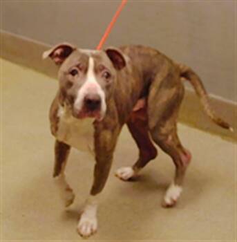 Rescue Pit Bull Terrier Dogs for Adoption in Las Vegas, Nevada - LAIKA | PetCurious