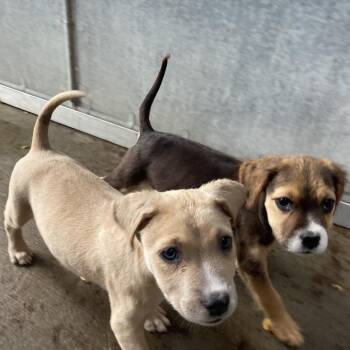Rascal -  Australian Shepherd Dog for Adoption in Dayton, Ohio - Rascal | PetCurious