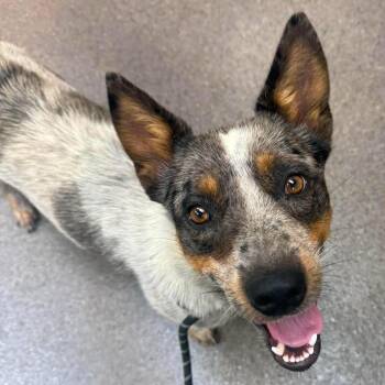 Scruff -  Australian Cattle Dog Blue Heeler Dog for Adoption in Newport, Washington - Scruff | PetCurious