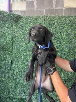 61686764 -  Retriever and Mixed Breed Dog for Adoption in El Paso, Texas - 61686764 | PetCurious