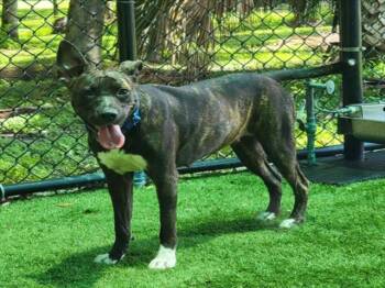 Rescue Pit Bull Terrier and Mixed Breed Dogs for Adoption in Sarasota, Florida - MOLLY | PetCurious