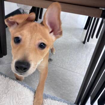 Jupiter -  Shiba Inu Dog for Adoption in Dixon, Illinois - Jupiter | PetCurious