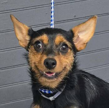 Chamomile -  Chihuahua and Yorkshire Terrier Dog for Adoption in New York, New York - Chamomile | PetCurious