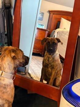 Dutch -  Retriever Dog for Adoption in Valley Stream, New York - Dutch | PetCurious