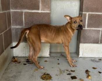 Nina -  Pit Bull Terrier and Mixed Breed Dog for Adoption in Savannah, Georgia - Nina | PetCurious