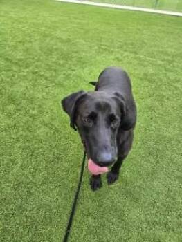 Walker -  Labrador Retriever and Hound Dog for Adoption in Athens, Tennessee - Walker | PetCurious