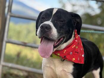 Rescue American Bulldog Dogs for Adoption in Bakersville, North Carolina - Chopper | PetCurious