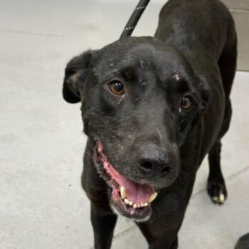Momma Mia -  Mixed Breed Dog Available for Adoption in Columbus, Georgia - Momma Mia | PetCurious