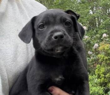 Labrador Retriever and Beagle Dogs Available for Adoption in Washington, District Of Columbia - Baby Asher | PetCurious