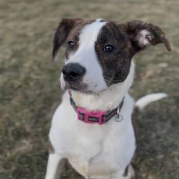 Ramona -  Terrier and Mixed Breed Dog for Adoption in Marysville, Ohio - Ramona | PetCurious