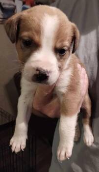 Labrador Retriever and Australian Shepherd Dogs Available for Adoption - Wish | PetCurious