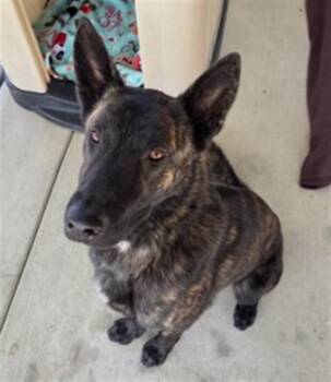 Dutch Shepherd Dogs Available for Adoption in Redlands, California - LOBO | PetCurious