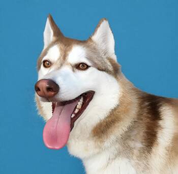 BEAR -  Siberian Husky Dog for Adoption in Pasadena, California - BEAR | PetCurious