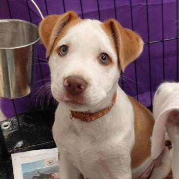 Terrier and Mixed Breed Dogs Available for Adoption - Alfie LH | PetCurious