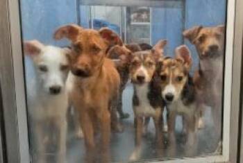 Mayer -  Mixed Breed Dog for Adoption in West Chester, Pennsylvania - Mayer | PetCurious
