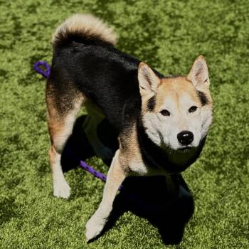 Shiitake -  Shiba Inu Dog for Adoption in Matteson, Illinois - Shiitake | PetCurious