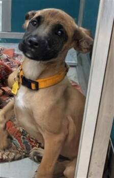 A476488 -  Black Mouth Cur and Mixed Breed Dog for Adoption in Oklahoma City, Oklahoma - A476488 | PetCurious