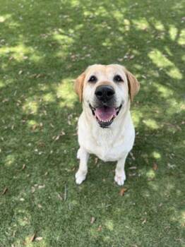 Daisy - 1 -  Labrador Retriever and Mixed Breed Dog Available for Adoption in Daytona Beach, Florida - Daisy - 1 | PetCurious