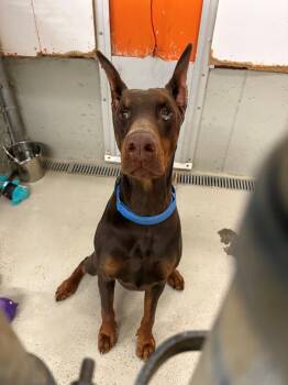 Raj -  Doberman Pinscher Dog for Adoption in Kingston, Massachusetts - Raj | PetCurious