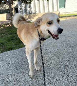 Muffin Man -  Labrador Retriever Dog for Adoption in Austin, Texas - Muffin Man | PetCurious