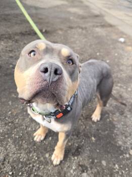 Pit Bull Terrier Dogs Available for Adoption - Bay | PetCurious