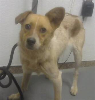 Australian Cattle Dog Blue Heeler and Mixed Breed Dogs Available for Adoption in Albuquerque, New Mexico - APRICOT | PetCurious