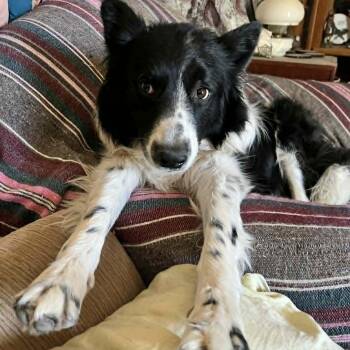 OREO -  Border Collie Dog for Adoption in Marana, Arizona - OREO | PetCurious
