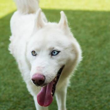 Winter -  Siberian Husky Dog for Adoption in Springboro, Ohio - Winter | PetCurious