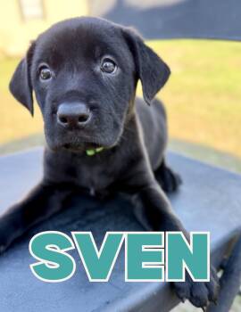 Black Labrador Retriever Dogs Available for Adoption - Sven | PetCurious