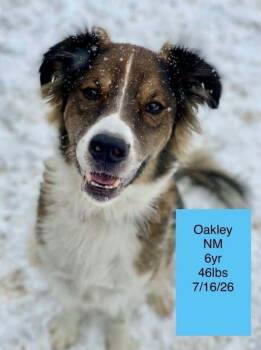 Oakley -  Border Collie Dog for Adoption in Colorado Springs, Colorado - Oakley | PetCurious