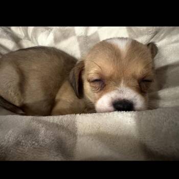 Pepper -  Yorkshire Terrier and Terrier Dog for Adoption in Tucson, Arizona - Pepper | PetCurious