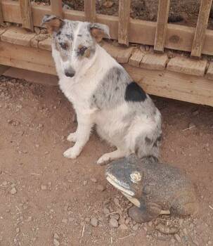 Rescue Australian Shepherd Dogs for Adoption in Ontario, California - Danielle AZ | PetCurious