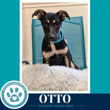 Otto (Prost Pups) 100326 -  German Shepherd Dog Dog for Adoption in Kimberton, Pennsylvania - Otto (Prost Pups) 100326 | PetCurious