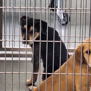 Retriever Dogs Available for Adoption - Fuzzy | PetCurious