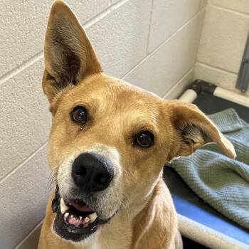 Shepherd Dogs Available for Adoption - Abby | PetCurious