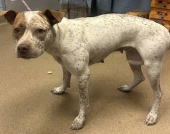 Eulalie -  Mixed Breed Dog for Adoption in Chamblee, Georgia - Eulalie | PetCurious