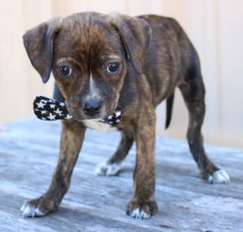 Chihuahua Dogs Available for Adoption - Jett | PetCurious