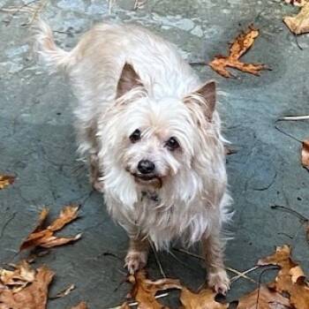 Rescue Terrier Dogs for Adoption in Wake Forest, North Carolina - Smokey Bear | PetCurious