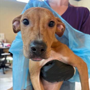 French Vanilla -  Mixed Breed Dog for Adoption in Huntington, West Virginia - French Vanilla | PetCurious