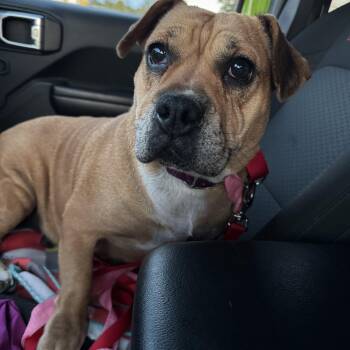 Rescue Bulldog and Beagle Dogs for Adoption in East Amherst, New York - Mazzy | PetCurious