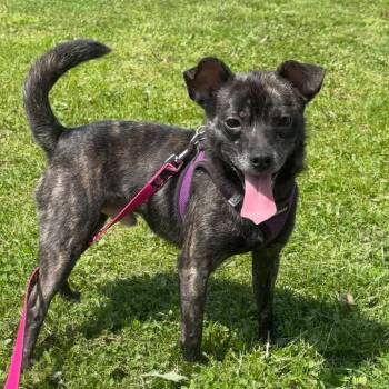 Chihuahua and Jack Russell Terrier Dogs Available for Adoption - Yoda | PetCurious